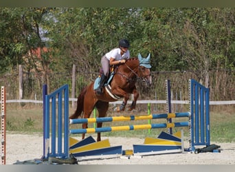 Cheval de sport hongrois, Hongre, 4 Ans, 158 cm, Alezan brûlé