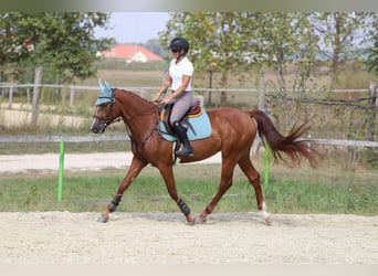 Cheval de sport hongrois, Hongre, 4 Ans, 158 cm, Alezan brûlé