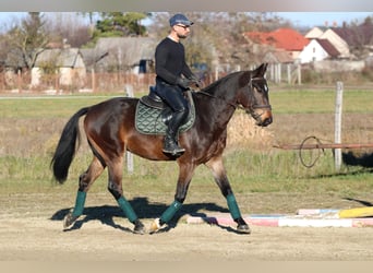 Cheval de sport hongrois, Hongre, 4 Ans, 160 cm, Bai brun