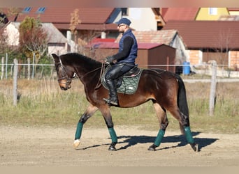 Cheval de sport hongrois, Hongre, 4 Ans, 160 cm, Bai brun