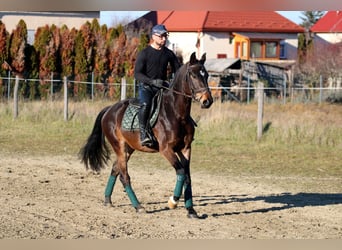 Cheval de sport hongrois, Hongre, 4 Ans, 160 cm, Bai brun