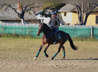 Cheval de sport hongrois, Hongre, 4 Ans, 160 cm, Bai brun