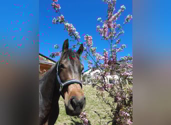 Cheval de sport hongrois, Hongre, 4 Ans, 160 cm, Bai