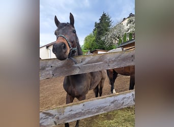 Cheval de sport hongrois, Hongre, 4 Ans, 160 cm, Bai