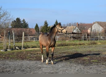 Cheval de sport hongrois, Hongre, 4 Ans, 162 cm, Buckskin