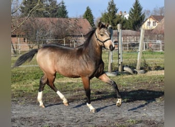 Cheval de sport hongrois, Hongre, 4 Ans, 162 cm, Buckskin