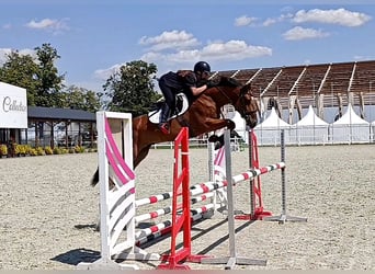 Cheval de sport hongrois, Hongre, 4 Ans, 163 cm, Bai cerise