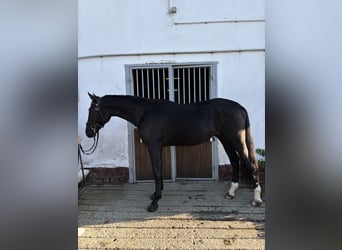 Cheval de sport hongrois, Hongre, 4 Ans, 164 cm, Noir