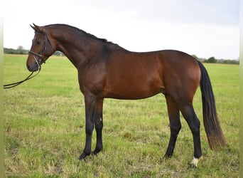 Cheval de sport hongrois, Hongre, 4 Ans, 165 cm, Bai brun