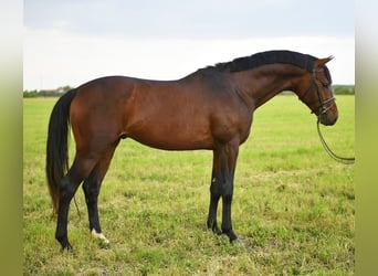 Cheval de sport hongrois, Hongre, 4 Ans, 165 cm, Bai brun