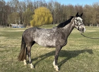 Cheval de sport hongrois, Hongre, 4 Ans, 165 cm, Gris