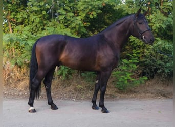 Cheval de sport hongrois, Hongre, 4 Ans, 166 cm, Bai brun