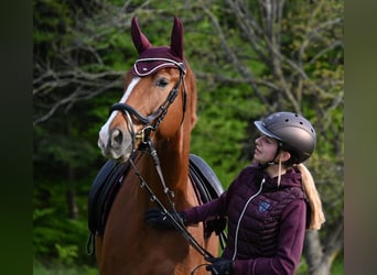 Cheval de sport hongrois, Hongre, 4 Ans, 168 cm, Alezan brûlé