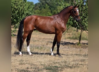 Cheval de sport hongrois, Hongre, 4 Ans, 169 cm, Bai