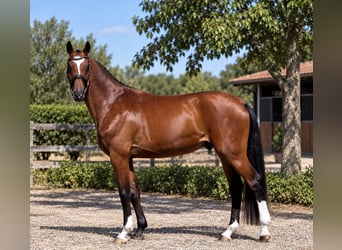 Cheval de sport hongrois, Hongre, 4 Ans, 169 cm, Bai