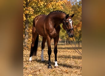 Cheval de sport hongrois, Hongre, 4 Ans, 169 cm, Bai