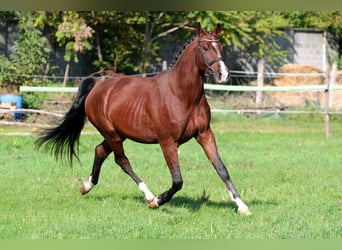 Cheval de sport hongrois, Hongre, 4 Ans, 170 cm, Bai cerise