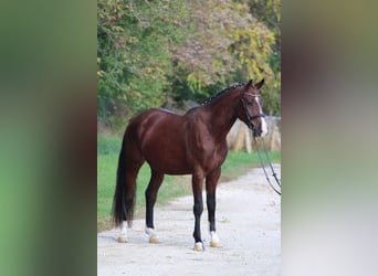 Cheval de sport hongrois, Hongre, 4 Ans, 170 cm, Bai cerise