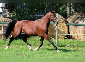 Cheval de sport hongrois, Hongre, 4 Ans, 170 cm, Bai cerise