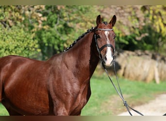 Cheval de sport hongrois, Hongre, 4 Ans, 170 cm, Bai cerise