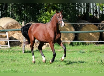 Cheval de sport hongrois, Hongre, 4 Ans, 170 cm, Bai cerise