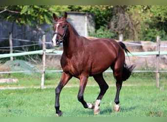 Cheval de sport hongrois, Hongre, 4 Ans, 170 cm, Bai cerise