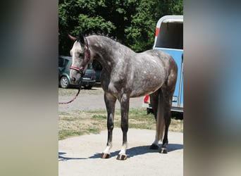Cheval de sport hongrois, Hongre, 4 Ans, 170 cm, Gris