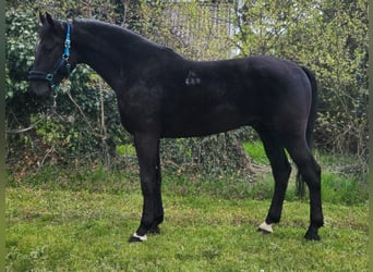 Cheval de sport hongrois, Hongre, 4 Ans, 172 cm, Noir