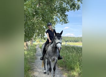 Cheval de sport hongrois, Hongre, 5 Ans, 145 cm, Gris
