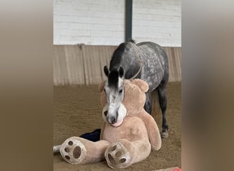 Cheval de sport hongrois, Hongre, 5 Ans, 145 cm, Gris