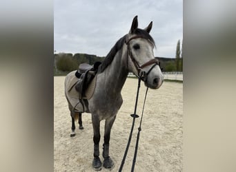 Cheval de sport hongrois, Hongre, 5 Ans, 145 cm, Gris
