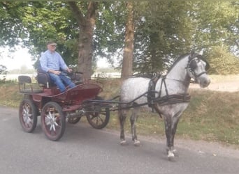 Cheval de sport hongrois, Hongre, 5 Ans, 147 cm, Gris pommelé