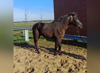 Cheval de sport hongrois Croisé, Hongre, 5 Ans, 152 cm, Gris noir