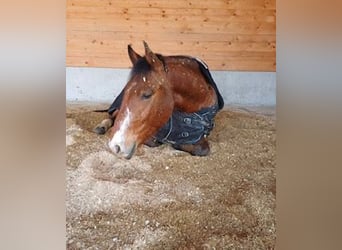 Cheval de sport hongrois, Hongre, 5 Ans, 154 cm, Bai