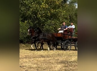 Cheval de sport hongrois Croisé, Hongre, 5 Ans, 158 cm, Bai cerise