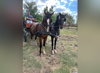 Cheval de sport hongrois Croisé, Hongre, 5 Ans, 158 cm, Bai cerise