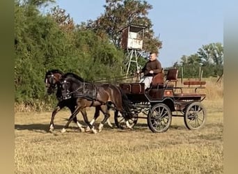 Cheval de sport hongrois, Hongre, 5 Ans, 160 cm, Bai cerise