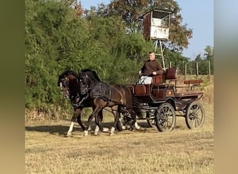 Cheval de sport hongrois, Hongre, 5 Ans, 160 cm, Bai cerise