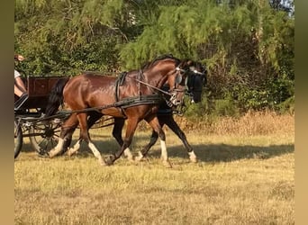 Cheval de sport hongrois, Hongre, 5 Ans, 160 cm, Bai cerise