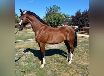 Cheval de sport hongrois, Hongre, 5 Ans, 160 cm, Bai cerise