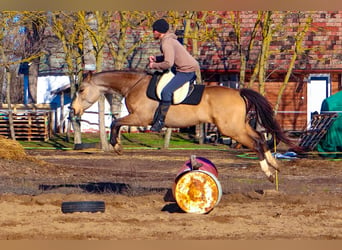 Cheval de sport hongrois, Hongre, 5 Ans, 160 cm, Buckskin