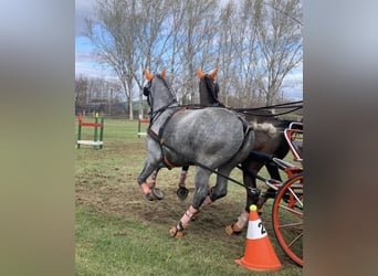 Cheval de sport hongrois, Hongre, 5 Ans, 162 cm, Bai cerise