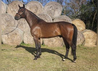 Cheval de sport hongrois, Hongre, 5 Ans, 164 cm, Bai