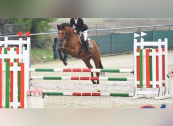 Cheval de sport hongrois, Hongre, 5 Ans, 164 cm, Bai