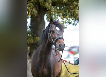Cheval de sport hongrois, Hongre, 5 Ans, 165 cm, Bai brun foncé