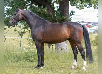 Cheval de sport hongrois, Hongre, 5 Ans, 165 cm, Bai brun foncé