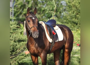 Cheval de sport hongrois, Hongre, 5 Ans, 165 cm, Bai