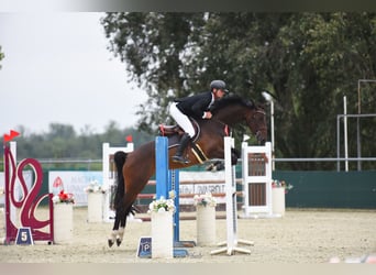 Cheval de sport hongrois, Hongre, 5 Ans, 166 cm, Bai cerise