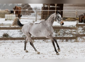 Cheval de sport hongrois, Hongre, 5 Ans, 167 cm, Gris