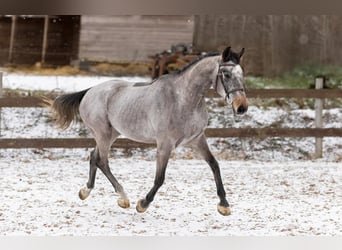 Cheval de sport hongrois, Hongre, 5 Ans, 167 cm, Gris